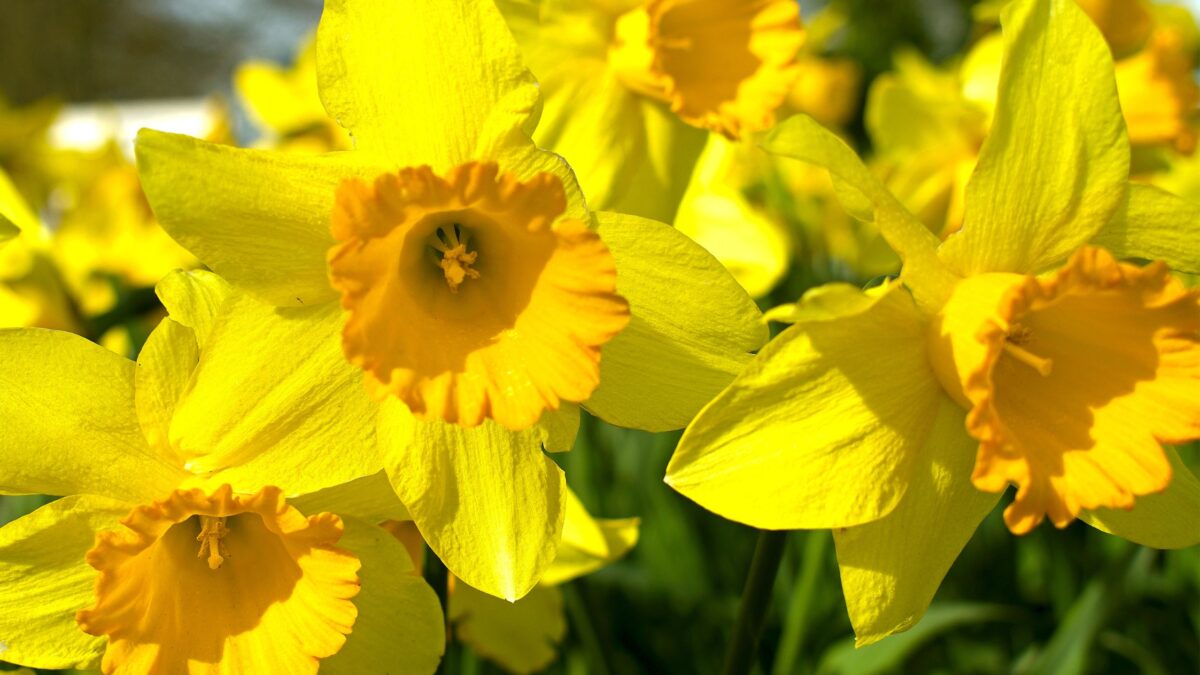 Daffodil Walk 2023 | Chiltern View Magazine